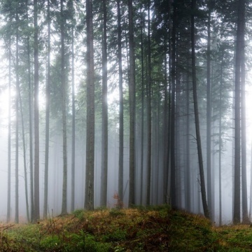 Fototapet, Forest Glade, Rebel Walls - Img 2