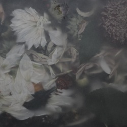Fototapet, Glossy Flower, Vintage, Rebel Walls - Img 2