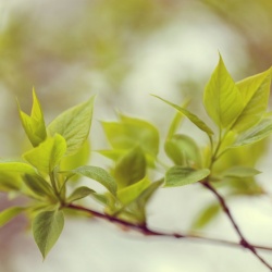 Fototapet, Green Leaves, Rebel Walls - Img 2