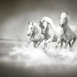 Fototapet, Horses, Rebel Walls - Img 2