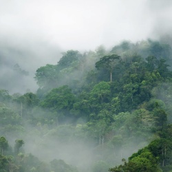 Fototapet, Misty Forest, Rebel Walls - Img 6