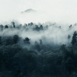 Fototapet, Misty Woodland, Blue, Rebel Walls - Img 5