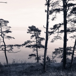 Fototapet, Old Pine Trees, Rebel Walls - Img 2