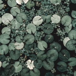 Fototapet, Water Lilies, Green, Rebel Walls - Img 5