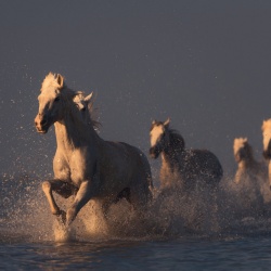 Fototapet, Wild Horses, Rebel Walls - Img 2