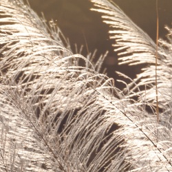 Fototapet, Winter Straw, Rebel Walls - Img 3