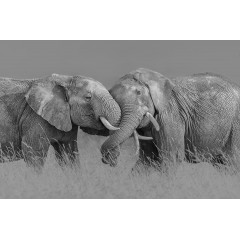 Tapet Elephant Hug, Rebel Walls - Img 2