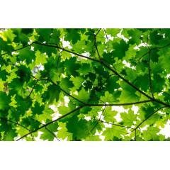 Tapet Maple Leaves, Rebel Walls - Img 2