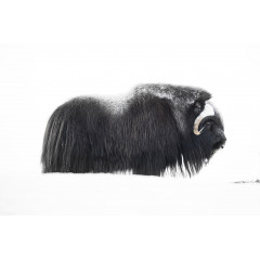 Tapet Musk Ox, Rebel Walls - Img 2