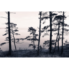 Tapet Old Pine Trees, Rebel Walls - Img 2