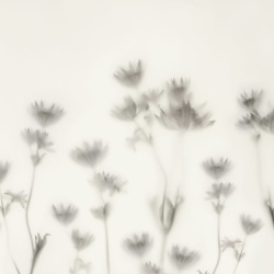 Fototapet, Astrantia, Black & White, Rebel Walls - Img 5