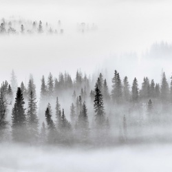 Fototapet, Calm Forest, Rebel Walls - Img 2