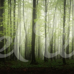 Fototapet, Dawn in the Forest, Rebel Walls - Img 2