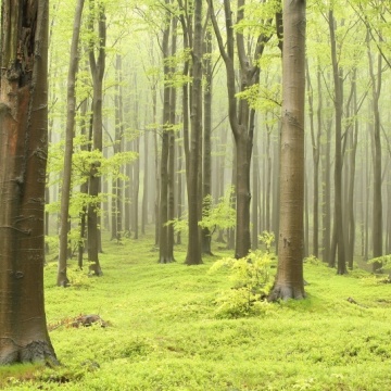 Fototapet, Deciduous Forest, Rebel Walls - Img 2