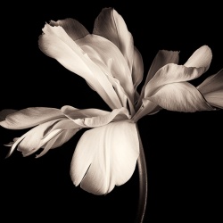Fototapet, Dramatic Flower, Rebel Walls - Img 4
