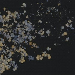 Fototapet, Fragile Beauty, Dark Blue, Rebel Walls - Img 6