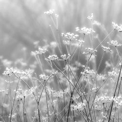 Fototapet, Frosty Straw, Rebel Walls - Img 2