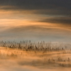 Fototapet, Golden Fir Forest, Rebel Walls - Img 2