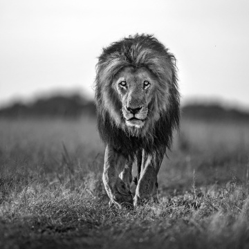 Fototapet, Lion King, Rebel Walls - Img 2