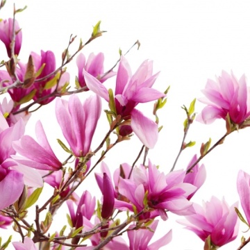 Fototapet, Magnolia, Rebel Walls - Img 2