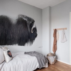 Fototapet, Musk Ox, Rebel Walls