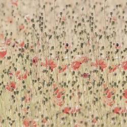 Fototapet, Poppies, Rebel Walls - Img 2