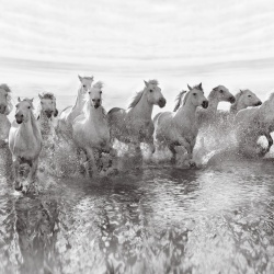 Fototapet, Running Horses, Rebel Walls - Img 4