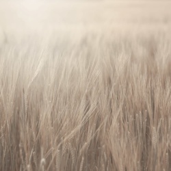 Fototapet, Rye Field, Beige, Rebel Walls - Img 2