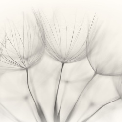 Fototapet, Soft Seeds, Rebel Walls - Img 4