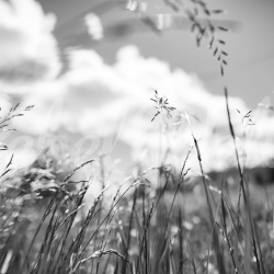 Fototapet, Straw, Graphite, Rebel Walls - Img 5