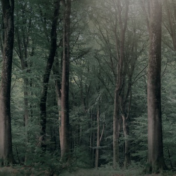 Fototapet, Whispering Woods, Dark Green, Rebel Walls - Img 2