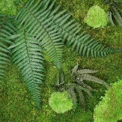Panou decorativ din muschi, Staloluokta Flatmoss Moss Green