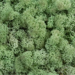 Panou decorativ din muschi, Torvtak Icemoss Mint Green