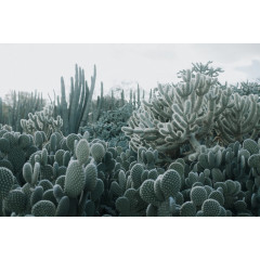 Tapet Cacti, Rebel Walls - Img 2