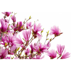 Tapet Magnolia, Rebel Walls - Img 2