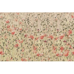 Tapet Poppies, Rebel Walls - Img 2