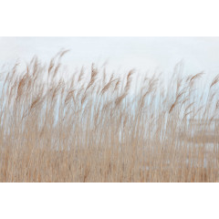 Tapet Swaying Reed, Rebel Walls - Img 2