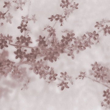 Fototapet, Apple Bloom, Pink, Rebel Walls - Img 2