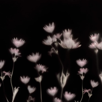 Fototapet, Astrantia, Dark, Rebel Walls - Img 2