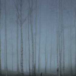 Fototapet, Birch Fog, Blue, Rebel Walls - Img 2