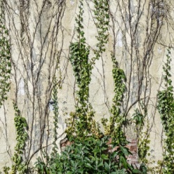 Fototapet, Climbing Ivy, Rebel Walls - Img 5