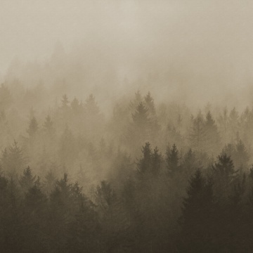 Fototapet, Cloudy Forest, Brown, Rebel Walls - Img 2