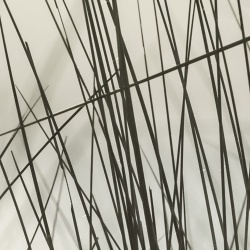 Fototapet, Coastal Reed, Rebel Walls - Img 3