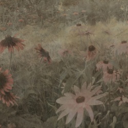 Fototapet, Dreamy Rudbeckia, Pink, Rebel Walls - Img 5