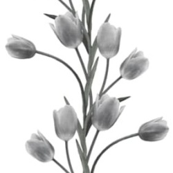 Fototapet, La Vie En Tulipe, White, Rebel Walls - Img 5