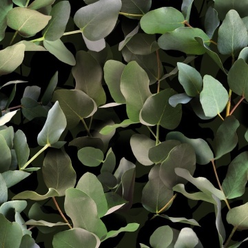 Fototapet lavabil, Eucalyptus 9523W - Img 2