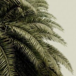 Fototapet, Leaf Love, Rebel Walls - Img 2