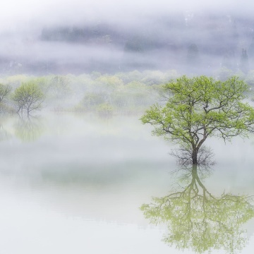 Fototapet, Misty Tree, Rebel Walls - Img 2