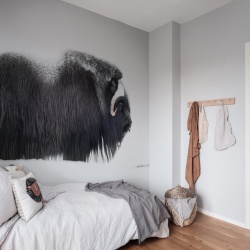 Fototapet, Musk Ox, Rebel Walls