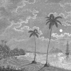 Fototapet, Palm Beach, Black & White, Rebel Walls - Img 2